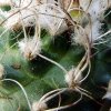 Turbinicarpus _pseudomacrochele_ ssp.minimus_ TSG9103_ 04